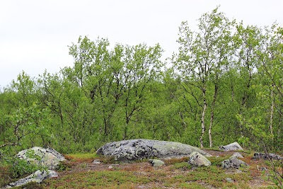 Photos of Iiton palsat