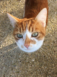 Photo n°16 de Clinique vétérinaire 7VET7 de Vincennes à Vincennes (Vétérinaire)