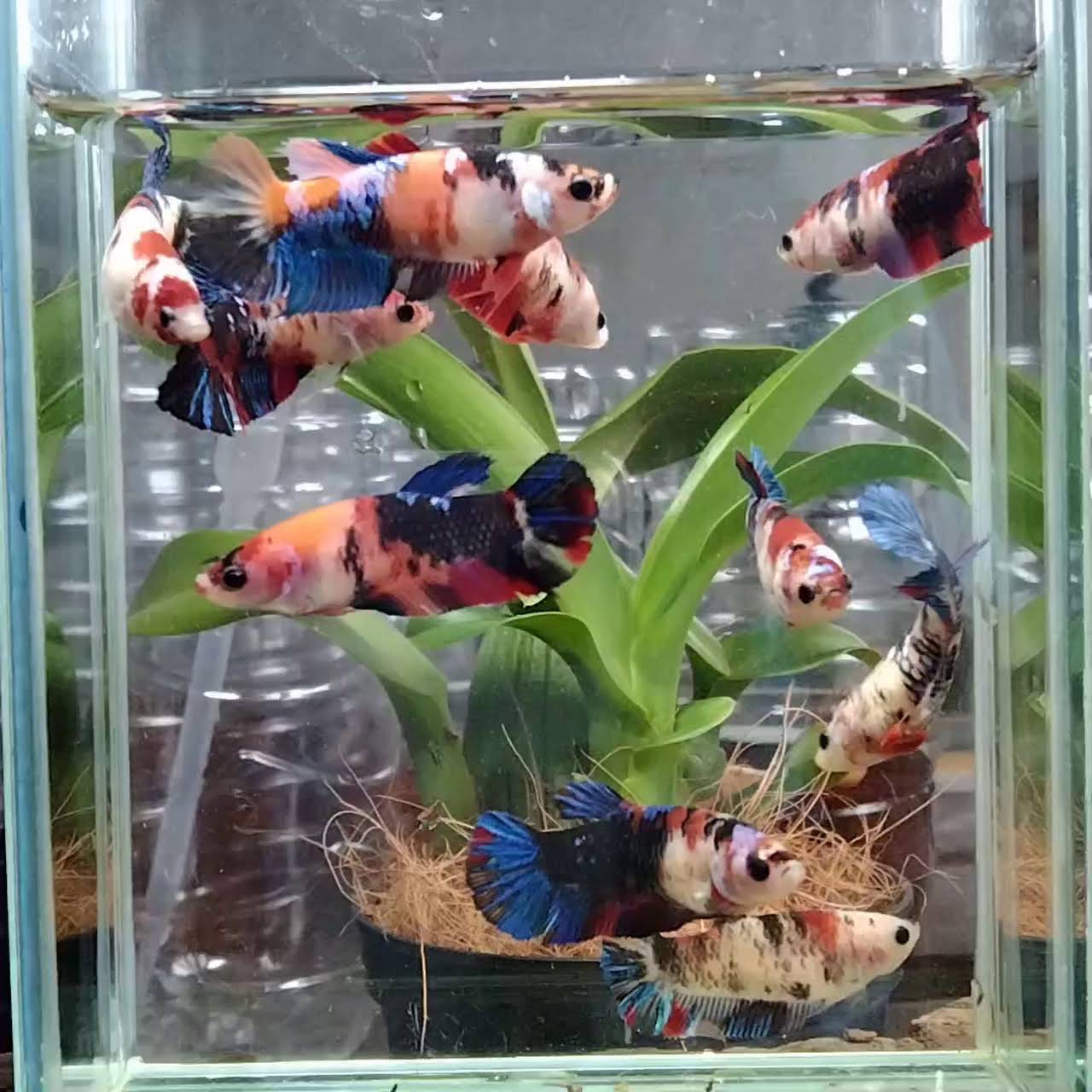 Betta Fish Ikan Laga Sg Buaya Rawang Cari Ikan Laga Di Sungai Buaya Cari Betta Fish Di Rawang Ikan Laga Betta Fish Hasil Ternak Sendiri Dari Rumah