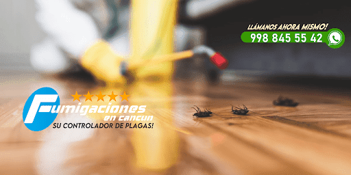Fumigaciones Cancún express