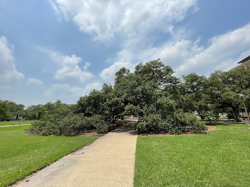 Century Tree - Visual