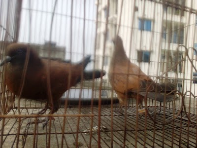 Photos of Saat Rawza
