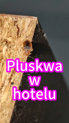 DEZYNSEKCJA PLUSKWY Łukasz Bula