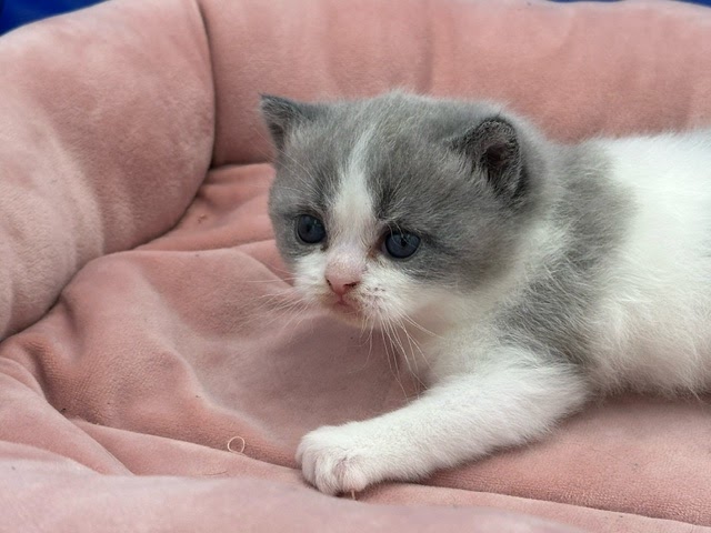 ペットショップムライ