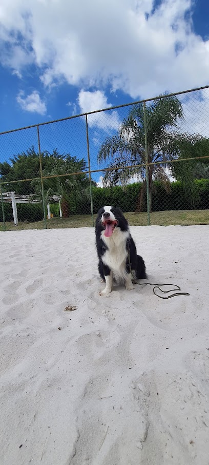 Daphine Ralha Adestramento