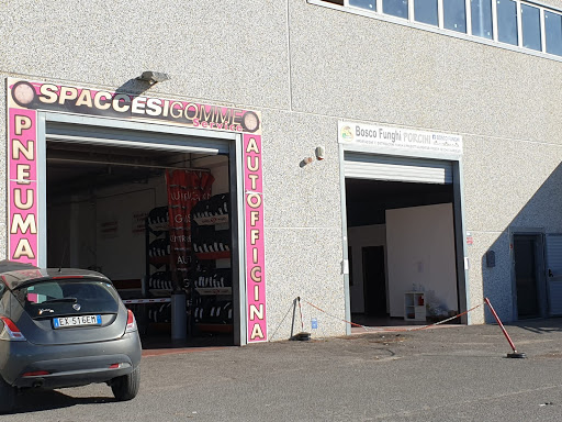 Spaccesi Gomme snc Logo