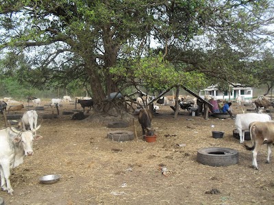 Photos of Brikama Craft Market
