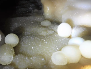 Photo n°2 de Association de Recherches Spéléologiques de La Rochefoucauld ( A.R.S L R) à La Rochefoucauld-en-Angoumois (Club de sport)