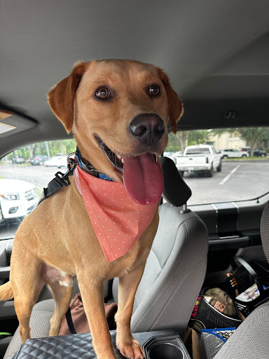 VCA Castle Hills Companion Animal Hospital - Thumbnail