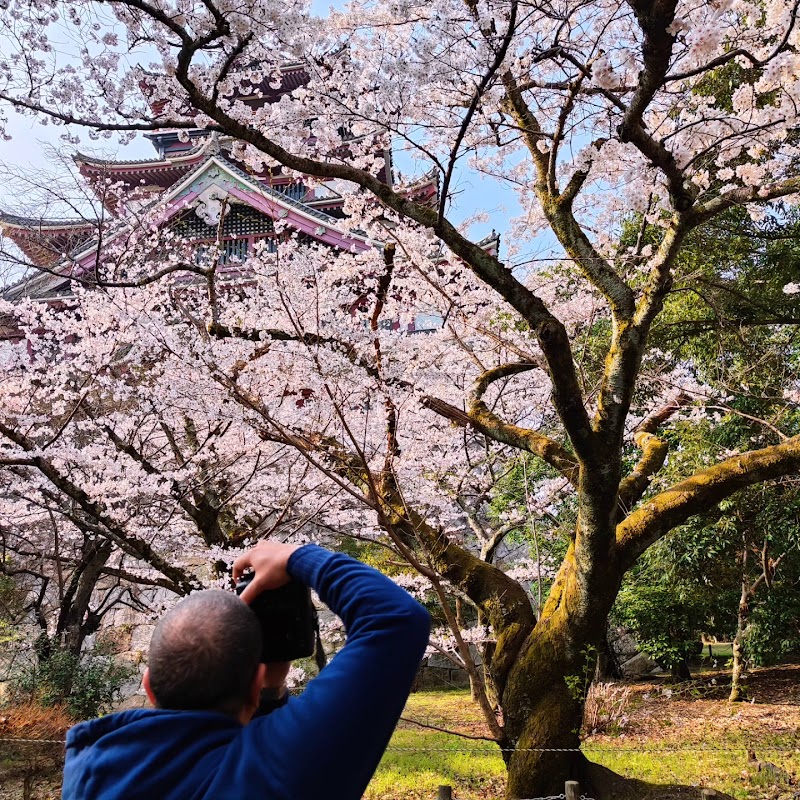 Kyoto Mikey Adventures