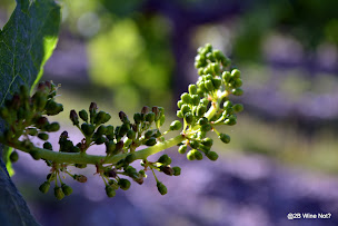 Photo n°11 de 2B Wine Not? - Bergerac and Bordeaux wine tours à Gardonne (Agence de visites touristiques)