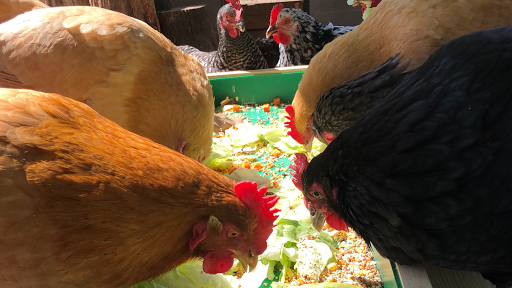 Go Cluck - Visual