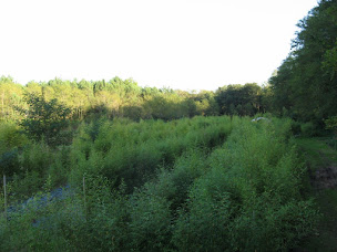 Photo n°2 de Bambous Landes Diffusion à Bénesse-Maremne (Pépinière)