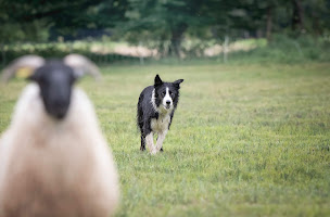 Photo n°19 de Tandem Animaux / Elevage pastoral au service de la biodiversité / Millmeadow Border collie à Magny-Jobert (Éleveur de chiens)