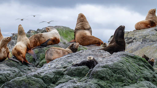 Neptune Wildlife Tours - Thumbnail