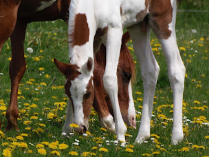 Photo n°6 de Gaec des osiers à Aunou-sur-Orne (Ferme d'élevage)