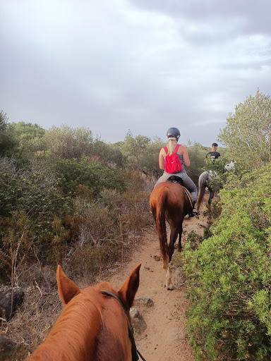 Edora Equitours Mare - Thumbnail