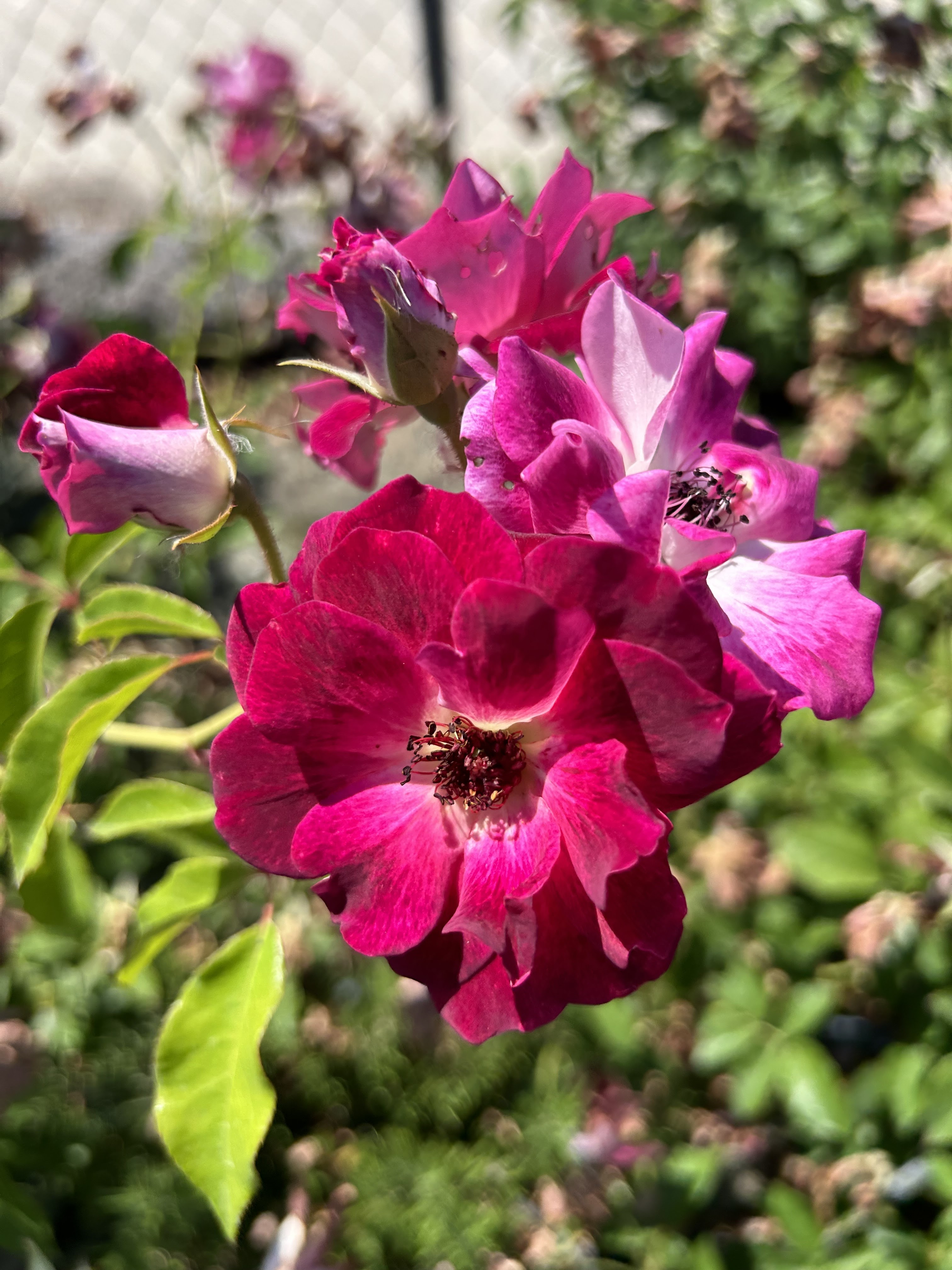 Bolsa Nursery