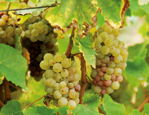 Domaine Allias - Thumbnail