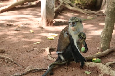 Photos of Tafi Atome Monkey Sanctuary