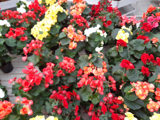 Floricoltura Baldinotti Giuseppe - Thumbnail