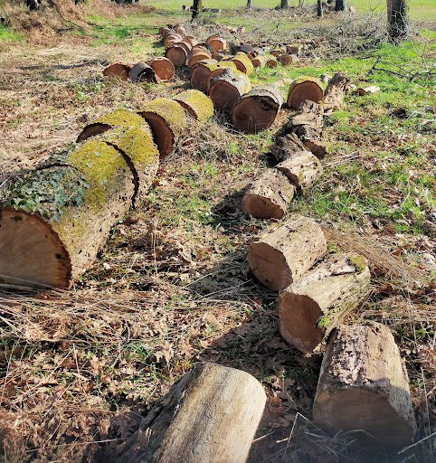 Photo de Le Bois Ygossais à Ygos-Saint-Saturnin (40110)