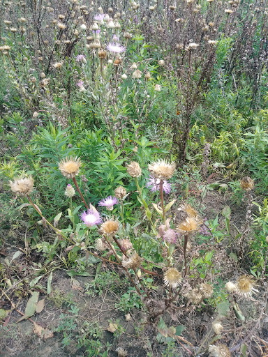 Native Texas Park - Visual