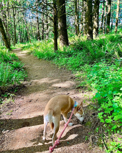 Skyline Trail - Visual