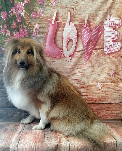 WAGS wash & groom service - Thumbnail