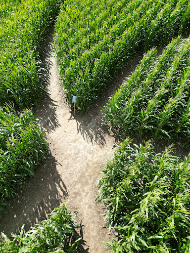Maislabyrinth vom Erdbeer-Hof Gleidingen - Thumbnail