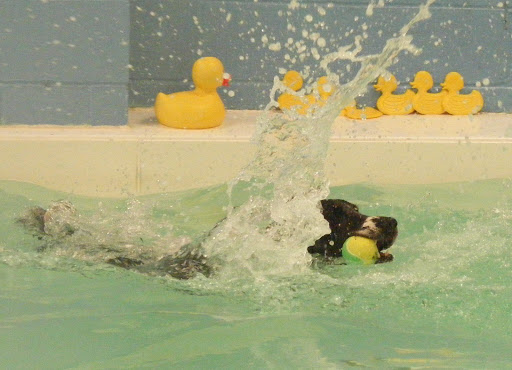 Sherwood Canine Fun Fitness And Mobility Swim Centre - Thumbnail