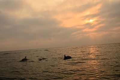 Photos of Shark Cage Diving KZN
