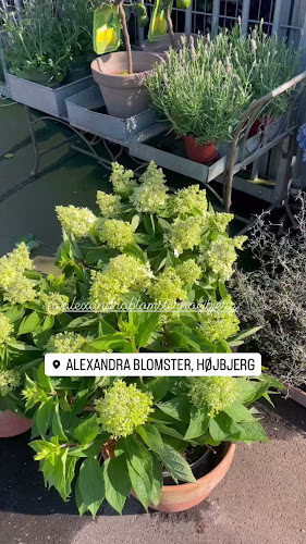 Comentarii opinii despre Alexandra Blomster