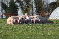 La Touche Guillet - Ferme DUBOURG - Mayenne (53) à Cossé-le-Vivien