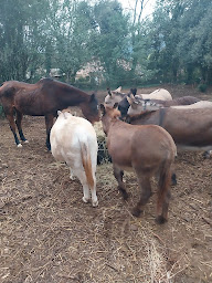 Photo n°22 de Natur'ânes à Mialet (Chalet)