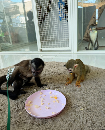 Monkey House & Little Zoo