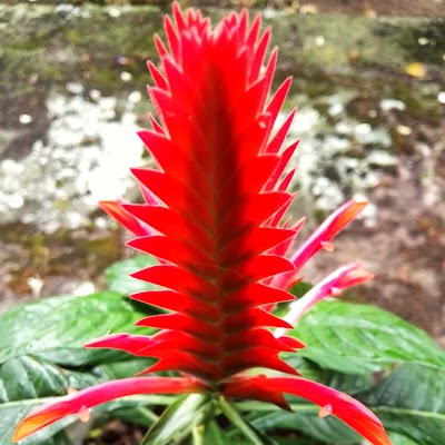 Photos of Restaurante Pitahaya