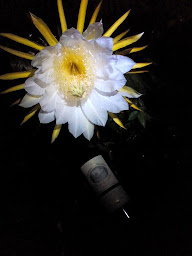 Photo n°10 de SCEA Audouin à Petit-Palais-et-Cornemps (Établissement vinicole)
