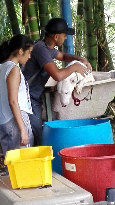 Photos of Macanes Dog Training