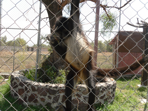 Clínica Veterinaria Zoovet MX
