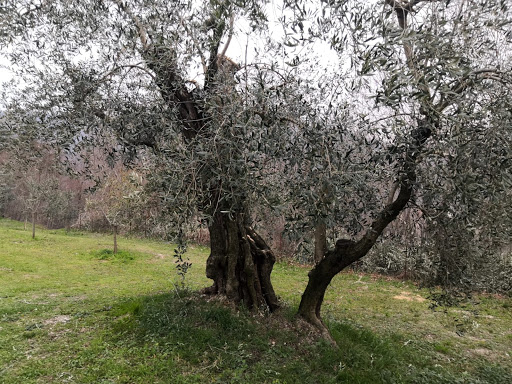 Verde Colli - Visual