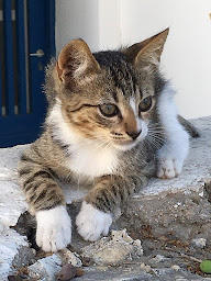 Photo n°27 de Clinique Vétérinaire Paris 5 - Dr LITTNER à Paris (Vétérinaire)