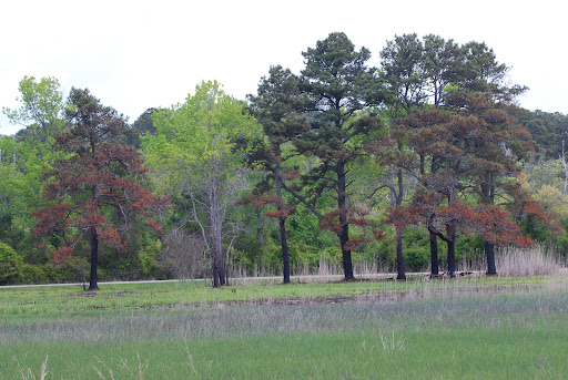Marsh Trail - Visual