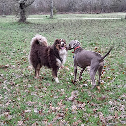 Photo n°14 de BALADES CANINES VITAMINEES - VISITES CHIENS CHATS NACS à Luynes (Promeneur de chien)
