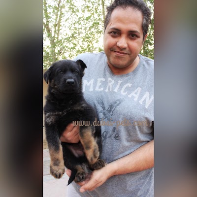 Photos of Dubai Pets