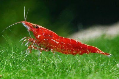 Photos of Aquarium R