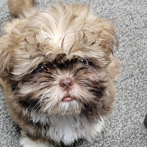 Kingsville Veterinary Services - Thumbnail