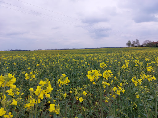 Grunow - Visual