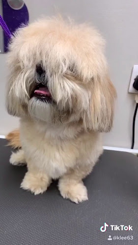 Bark 'n' Bubbles Professional Dog Grooming and Spa Open Times