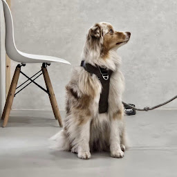 Photo n°10 de Clinique vétérinaire ARTEMIS - Docteurs Achcar, de Cussac & Mayère à Versailles (Vétérinaire)